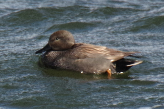 2017冬の鳥（茨城編） : 還暦からのネイチャーフォト