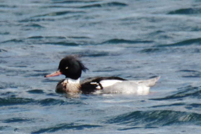 2017冬の鳥（茨城編）_b0144049_15525709.jpg