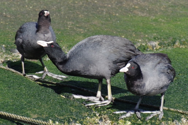 2017冬の鳥（茨城編）_b0144049_15525824.jpg