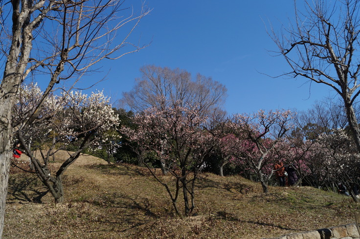 ～六甲アイランドの住民に密かに愛されている梅～　「＠ふれあいの丘」_b0063958_7312936.jpg