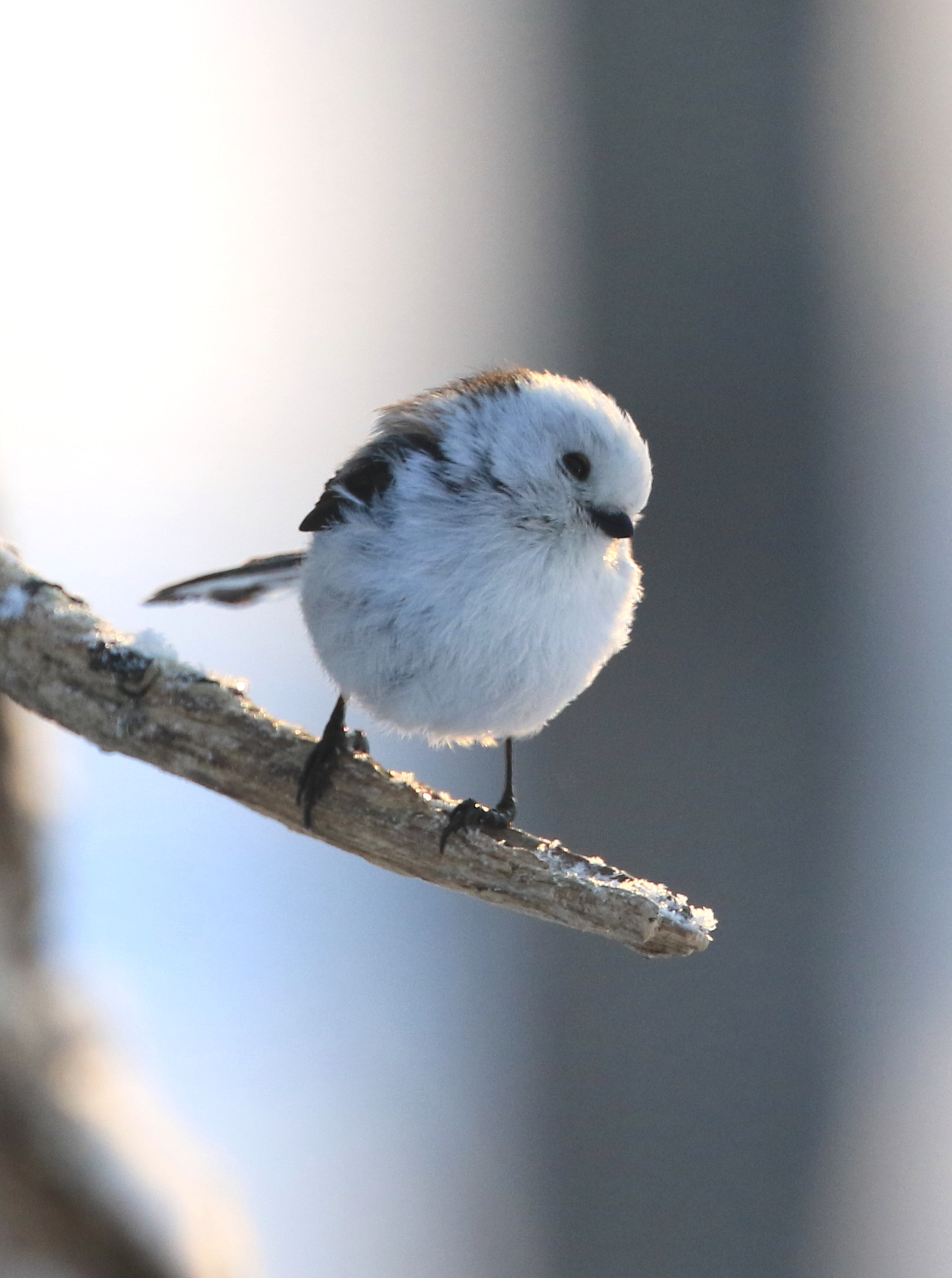 明日hbc 午後6時15分過ぎに シマエナガいろいろ アイヌモシリの野生たち 獣と野鳥の写真図鑑 明日hbc 午後6時15分過ぎに シマエナガいろいろ アイヌモシリの野生たち 獣と野鳥の写真図鑑