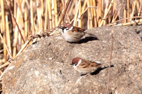 ★先週末の鳥類園(2017.2.25~26)_e0046474_16113419.jpg