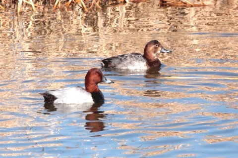 ★先週末の鳥類園(2017.2.25~26)_e0046474_17561025.jpg
