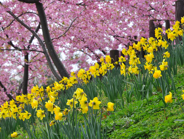 河津桜_e0064375_22121860.jpg