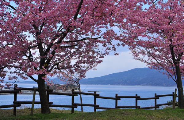 河津桜_e0064375_22123661.jpg