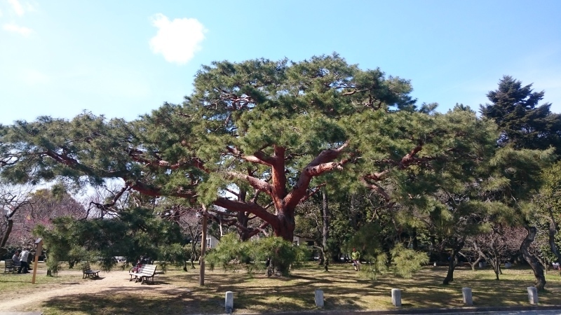 京都御所の梅（２月２６日）/  Kyoto flowering information（February 26）_f0361584_13084797.jpg