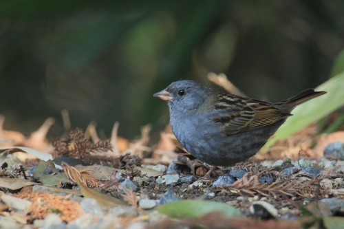 地味だけど綺麗な鳥_a0327600_21401117.jpg