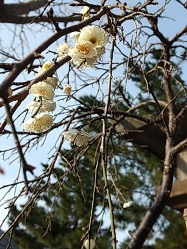 梅の花_f0192307_20554734.jpg