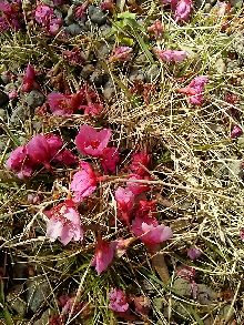 緋寒桜～鍋島邸_c0206208_19443410.jpg