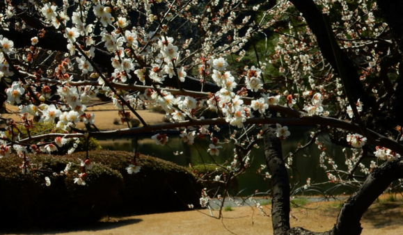 新宿御苑の梅林と修善寺寒桜…2017/2/25_f0231709_15264043.png