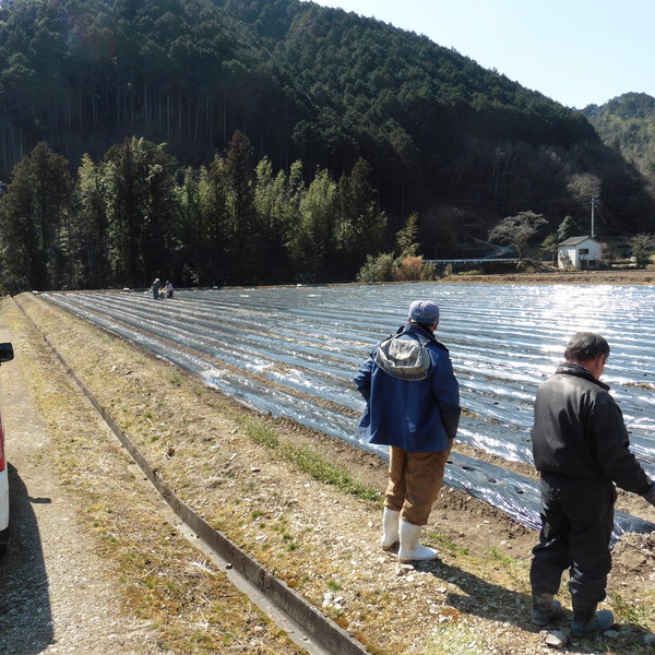 機械植えつけ里芋_a0192511_1549573.jpg