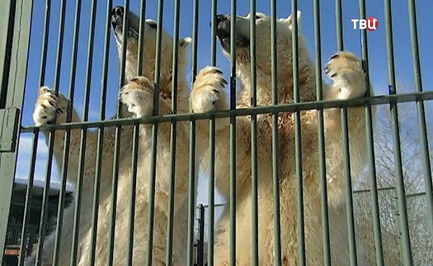 モスクワ動物園の「国際ホッキョクグマの日」~ ヴォロコラムスク附属保護施設を一般来園者に初公開_a0151913_22134196.jpg