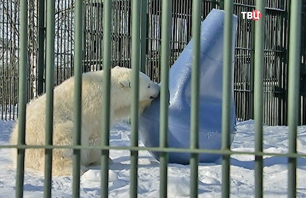 モスクワ動物園の「国際ホッキョクグマの日」~ ヴォロコラムスク附属保護施設を一般来園者に初公開_a0151913_22284848.jpg