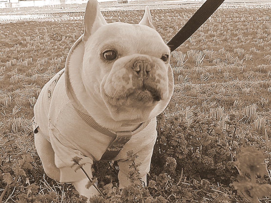 a0158613_20153422.jpg