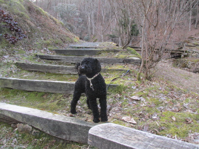 そのうちチップは　サクヤの看板犬になるかもしれん詩　２月２７日（月）はれ_f0341616_16343422.jpg