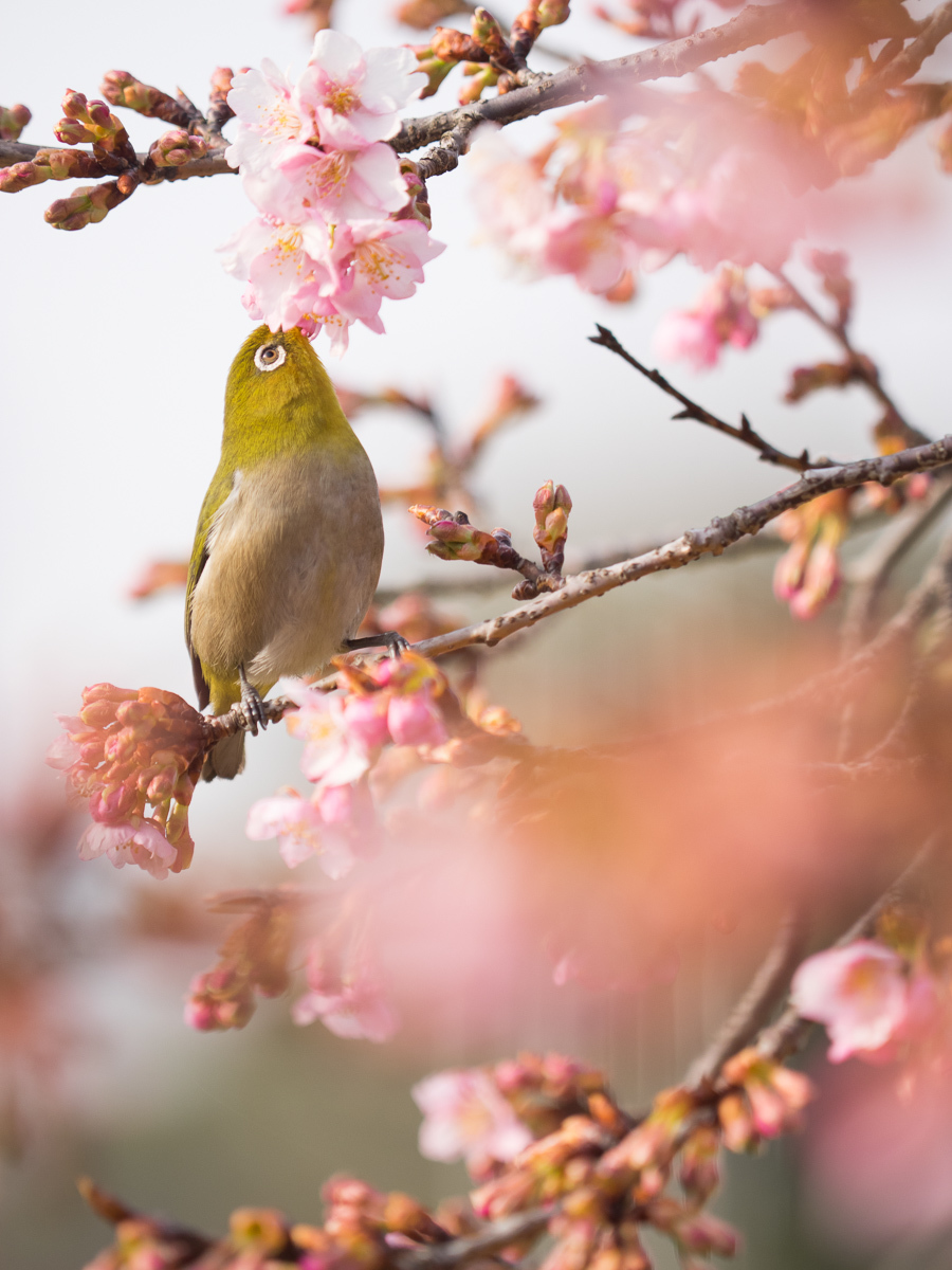 メジロ　河津桜　2月26日　1_c0021726_20484250.jpg