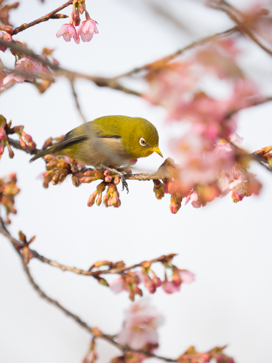 メジロ　河津桜　2月26日　1_c0021726_20491033.jpg