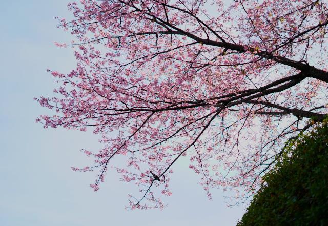 蓮華寺池公園の河津櫻が咲いたよ_c0309734_00163855.jpg