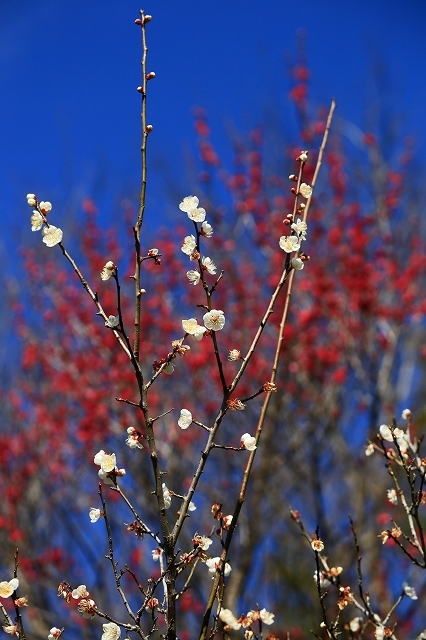 a0242438_17534030.jpg