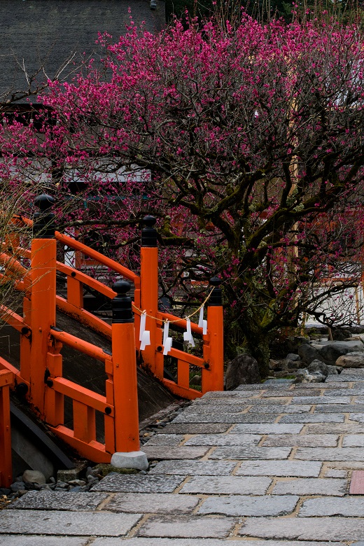 下鴨神社～光琳の梅_e0363038_11173175.jpg