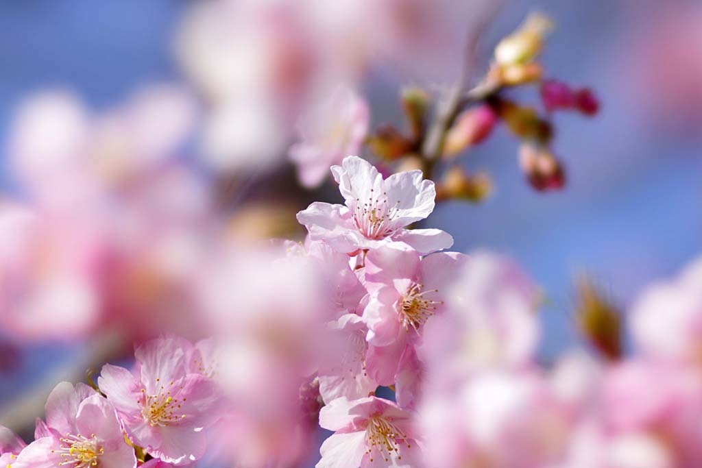 鶴見緑地の河津桜@2017-02-27_d0250840_19515133.jpg