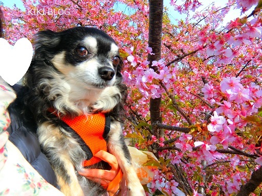 お散歩、河津桜とメジロちゃん_f0234245_10504514.jpg