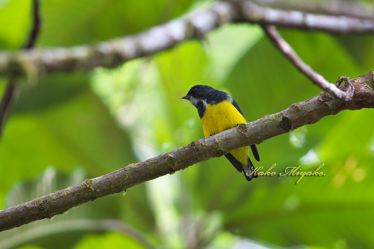 ・キバラハナドリ Yellow-bellied Flowerpecker_d0013455_16274315.jpg