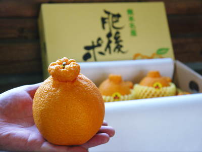 デコポン(肥後ポン) 『ひのゆたか』完売御礼!お待たせしました『不知火』の予約受付スタート!_a0254656_1713136.jpg