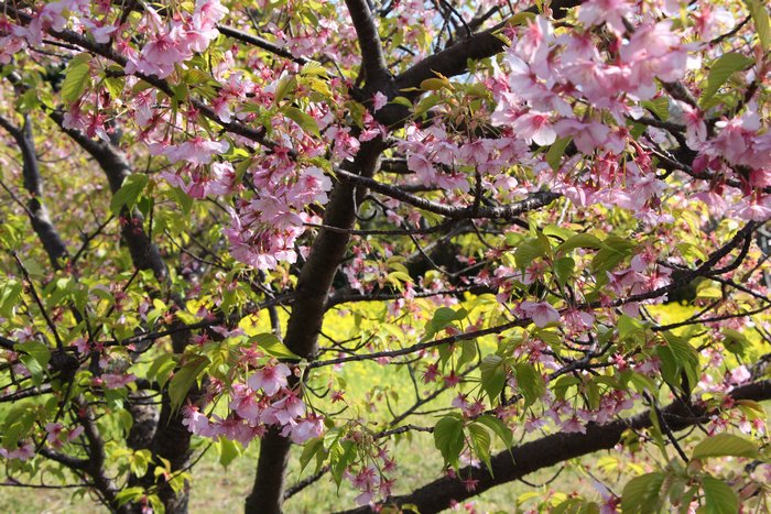 初島の桜その二_c0135957_15221490.jpg