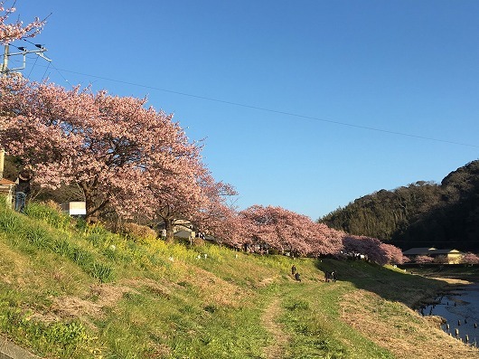 早咲き桜　続き_b0145863_20234945.jpg