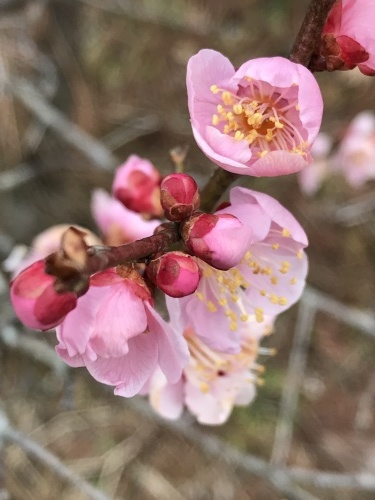 憩いの森の 梅の花_d0318965_21532350.jpg