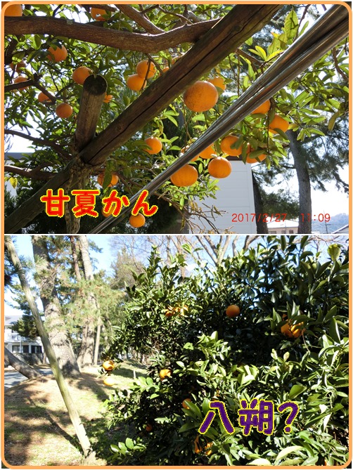はっさく と 甘夏みかん の違いは 小次郎じじ物語