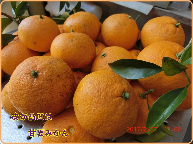はっさく と 甘夏みかん の違いは 小次郎じじ物語