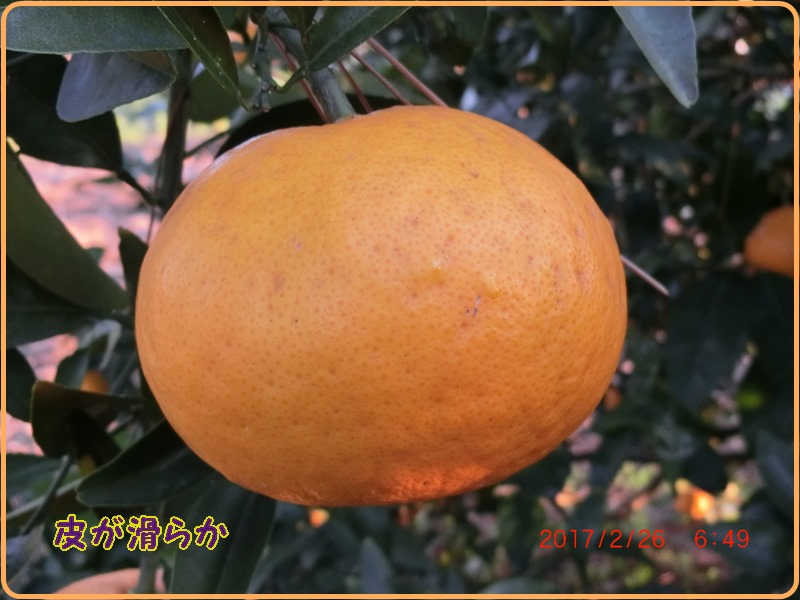 はっさく と 甘夏みかん の違いは 小次郎じじ物語