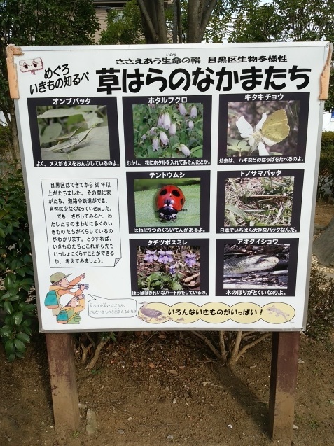 三寒四温_e0367571_20071019.jpg