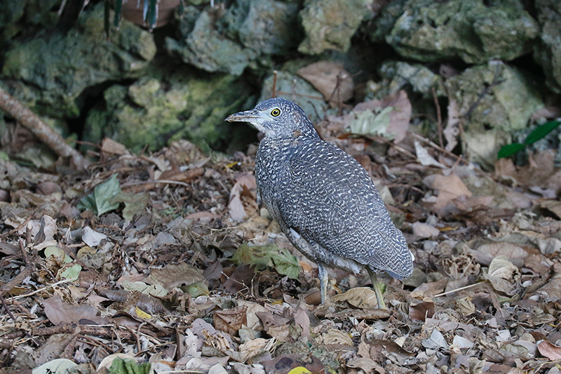 石垣島で野鳥撮影してきました。今日は2度目のアップでズグロミゾゴイです。_f0368272_21130877.jpg