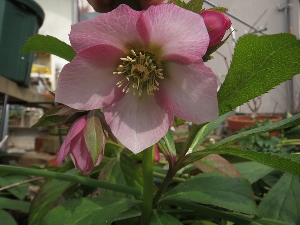ヤツデの実 葉と花とに魅せられて
