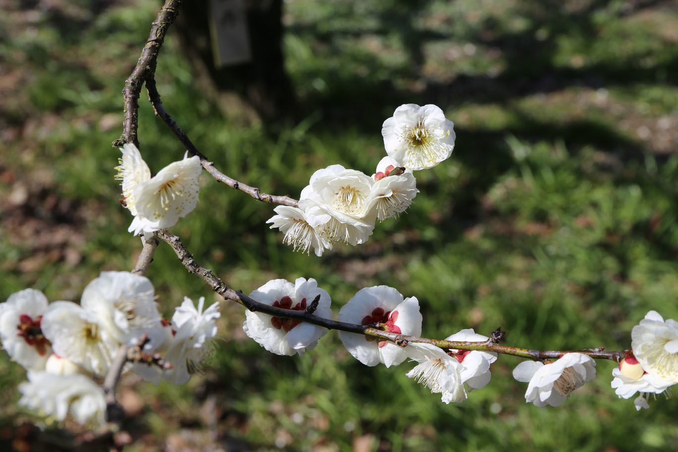 万博公園と梅_c0141986_23571611.jpg