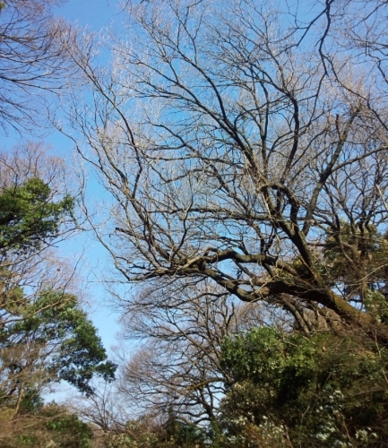 楽水の東京便り2017・6_d0341393_22484415.jpg