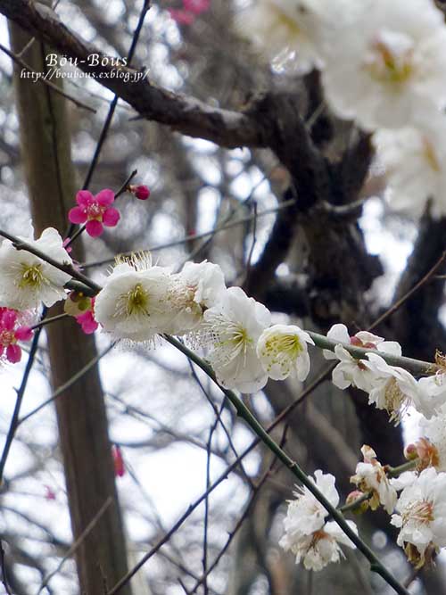 吉祥寺＆井の頭公園_d0128697_0263519.jpg