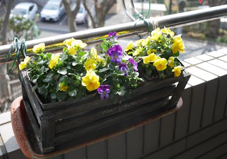 今日もゴロゴロ、ブランディ_c0090198_211653100.jpg