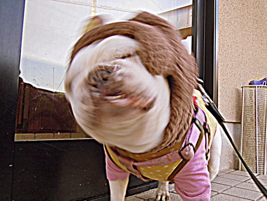 a0158613_16082906.jpg