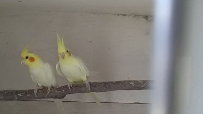 インコ飼育場_a0304416_20310677.jpg