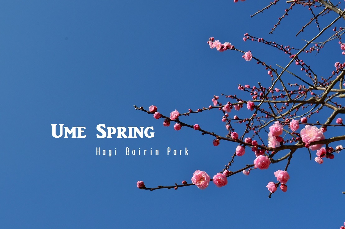 ”Ume Spring No.1 / 萩往還梅林園...2/28tue\"_d0153941_17480162.jpg
