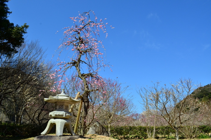 ”Ume Spring No.1 / 萩往還梅林園...2/28tue\"_d0153941_17495940.jpg