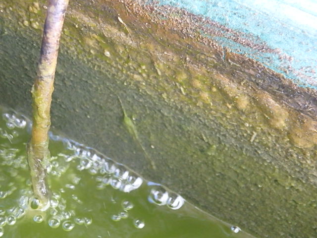 f0334143_8245486.jpg