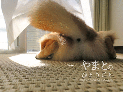 a0286855_06302376.gif
