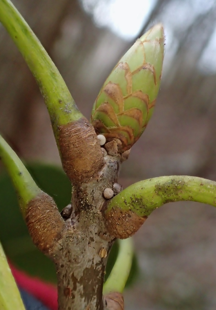 キリシマ探索･･･今年も花粉症の季節ですね_e0224357_21384813.jpg