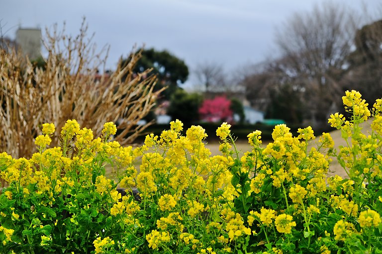 根岸森林公園（２月２７日）_c0057265_2561759.jpg