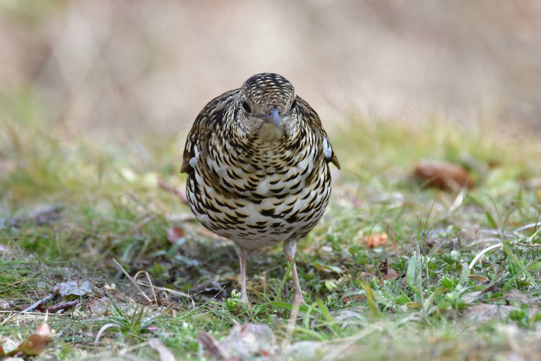 トラツグミ_f0053272_00015620.jpg